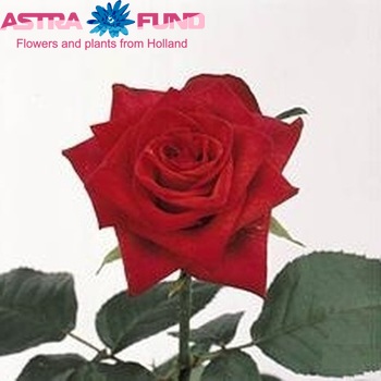 Rosa gr African Dawn! fotó