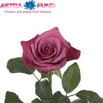 Rosa gr Amalia fotó