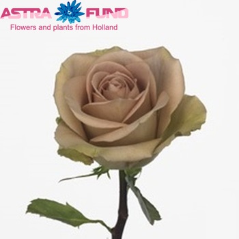 Rosa gr Amnesia fotó