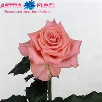 Rosa gr Amsterdam**** fotó