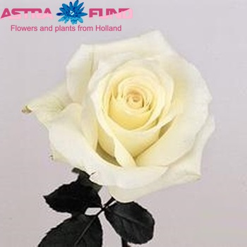 Rosa gr Anastasia fotó