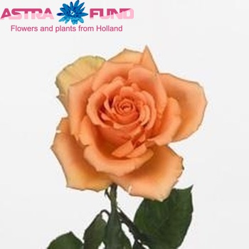 Rosa gr Cinnamon φωτογραφία