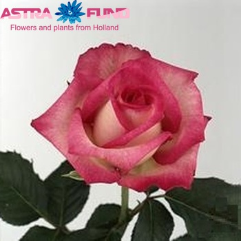 Rosa gr Classic Cezanne φωτογραφία
