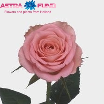 Rosa gr Classic Duett φωτογραφία