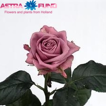 Rosa gr Cool Water! φωτογραφία