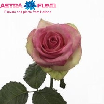 Rosa gr Costa Ric@ φωτογραφία
