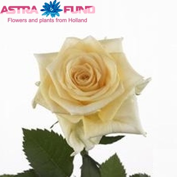 Rosa gr Creme de la Creme φωτογραφία