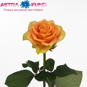 Rosa gr Cuba Libre φωτογραφία