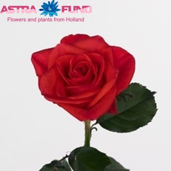 Rosa gr Dark Wow φωτογραφία
