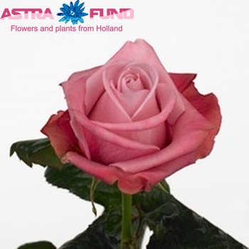 Rosa gr Deep Water φωτογραφία