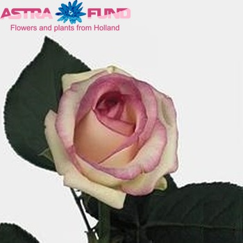 Rosa gr Dolce Vita+ foto