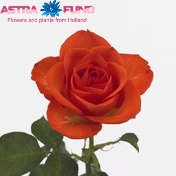 Rosa gr Sprankling foto