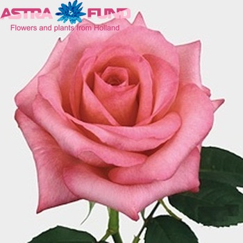 Rosa gr Sweetnesse fotografie
