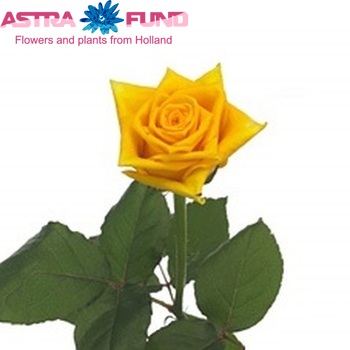 Rosa gr Tara fotografie