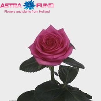 Rosa gr Tenga-Veng@ fotografie
