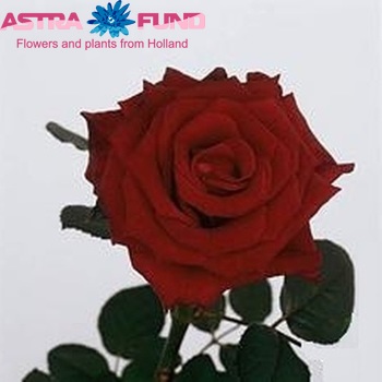 Rosa gr Torero fotografie