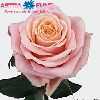 Rosa gr Toscanini fotografie