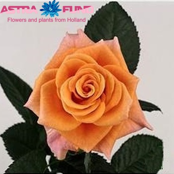 Rosa gr Trixx! fotografie