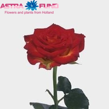 Rosa gr Tropicana fotografie