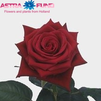 Rosa grootbloemig Bordeaux foto