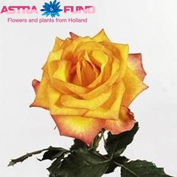 Rosa grootbloemig Konfetti fotografie