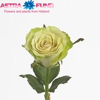 Rosa grootbloemig 'Krypton' fotografie