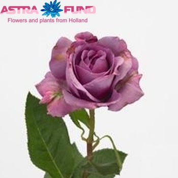 Rosa grootbloemig Laguna Freelander fotografie