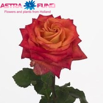 Rosa grootbloemig Las Vegas Freelander fotografie