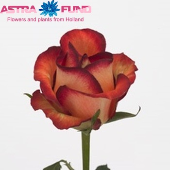 Rosa grootbloemig Legend fotografie