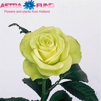 Rosa grootbloemig Lemonade fotografie
