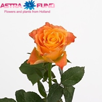 Rosa grootbloemig Marie-Jane! fotó