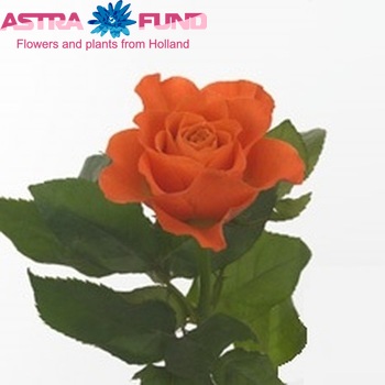 Rosa grootbloemig Marie-Nini! fotó