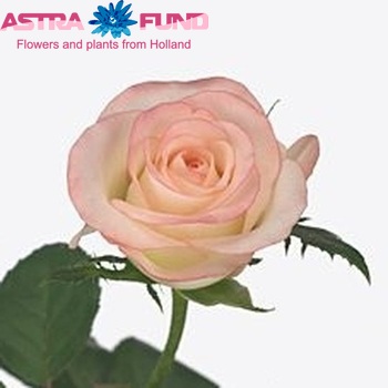Rosa grootbloemig Marilyn fotó