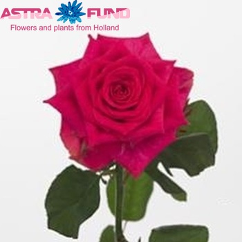 Rosa grootbloemig Marina fotó
