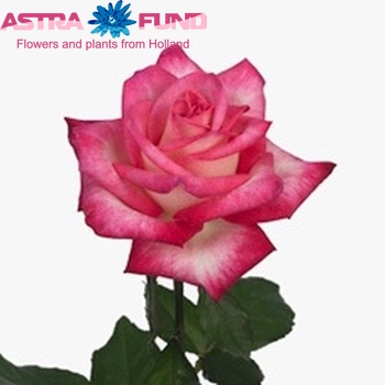 Rosa grootbloemig Marshmellow fotó