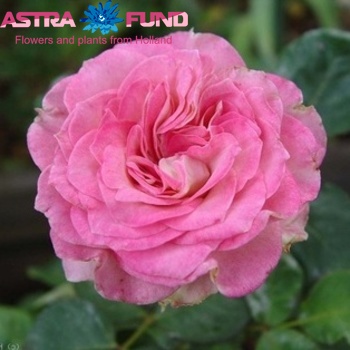 Rosa grootbloemig Masquerade Freelander fotó