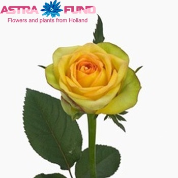 Rosa grootbloemig Matchball fotó