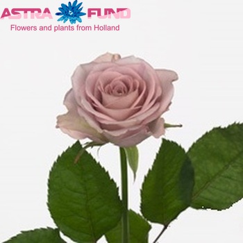 Rosa grootbloemig Memory Lane! fotó