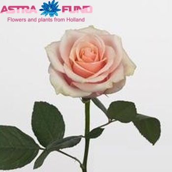 Rosa grootbloemig Nakuru+ fotografija