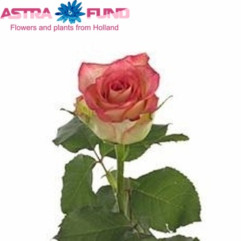 Rosa grootbloemig 'Namaqua' fotografija