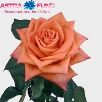 Rosa grootbloemig Naranga fotografija