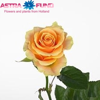 Rosa grootbloemig Nectarine fotografija