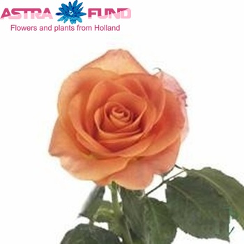 Rosa grootbloemig New Astra fotografija