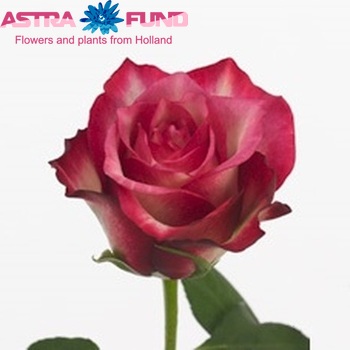 Rosa grootbloemig New Kontiki fotografija
