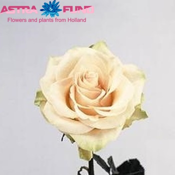 Rosa grootbloemig New York**** fotografija