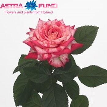 Rosa grootbloemig N-Tertain fotografija
