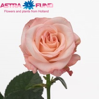Rosa grootbloemig N-Tire fotografija