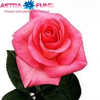 Rosa grootbloemig Orlando fotografija