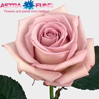 Rosa grootbloemig Pacific Blue fotografija