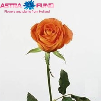 Rosa grootbloemig Pailine fotografija